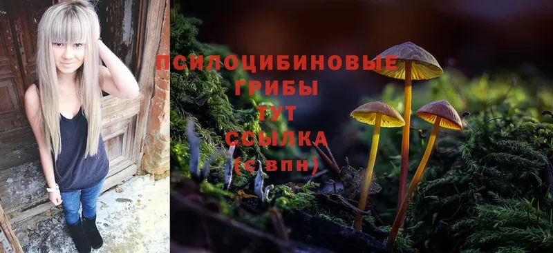 продажа наркотиков  Вышний Волочёк  Галлюциногенные грибы MAGIC MUSHROOMS 